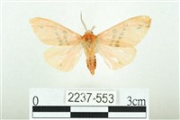 三條橙燈蛾藏品圖，第1張