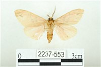 三條橙燈蛾藏品圖，第2張