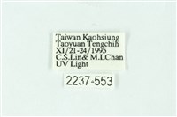 三條橙燈蛾藏品圖，第3張