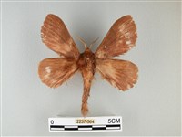 波紋枯葉蛾藏品圖，第1張