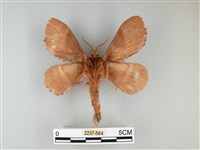 波紋枯葉蛾藏品圖，第2張