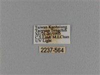 波紋枯葉蛾藏品圖，第3張