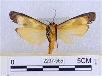 閃光苔蛾藏品圖，第2張