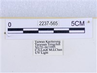 閃光苔蛾藏品圖，第3張