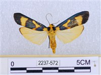 閃光苔蛾藏品圖，第1張