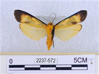 閃光苔蛾藏品圖，第2張