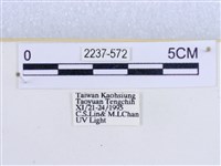 閃光苔蛾藏品圖，第3張