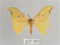 彎黑黃鉤蛾藏品圖，第1張