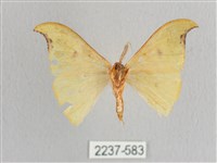 彎黑黃鉤蛾藏品圖，第2張