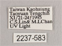 彎黑黃鉤蛾藏品圖，第3張