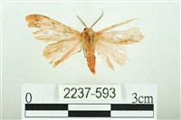 三條橙燈蛾藏品圖，第1張