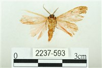 三條橙燈蛾藏品圖，第2張