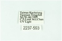 三條橙燈蛾藏品圖，第3張