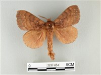 波紋枯葉蛾藏品圖，第1張