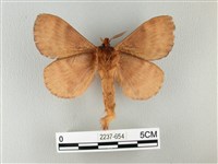 波紋枯葉蛾藏品圖，第2張