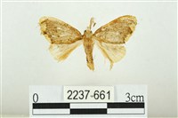 黑翅黃毒蛾藏品圖，第1張