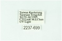 三條橙燈蛾藏品圖，第3張