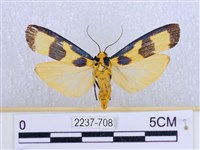 閃光苔蛾藏品圖，第1張