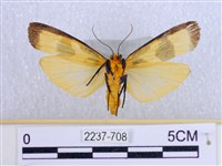 閃光苔蛾藏品圖，第2張