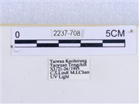 閃光苔蛾藏品圖，第3張