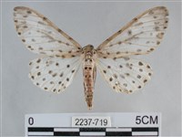 大胡麻斑星尺蛾藏品圖，第1張