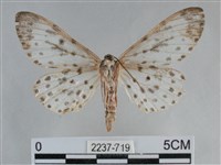 大胡麻斑星尺蛾藏品圖，第2張