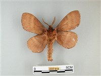 波紋枯葉蛾藏品圖，第2張