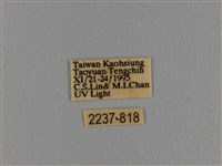 波紋枯葉蛾藏品圖，第3張