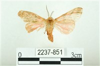 三條橙燈蛾藏品圖，第1張