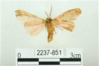 三條橙燈蛾藏品圖，第2張