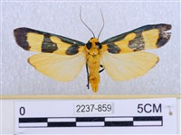 閃光苔蛾藏品圖，第1張