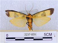 閃光苔蛾藏品圖，第2張