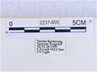 閃光苔蛾藏品圖，第3張