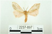 三條橙燈蛾藏品圖，第1張