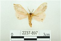 三條橙燈蛾藏品圖，第2張