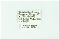 三條橙燈蛾藏品圖，第3張