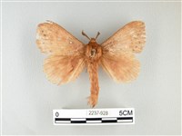 波紋枯葉蛾藏品圖，第1張