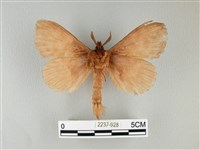 波紋枯葉蛾藏品圖，第2張