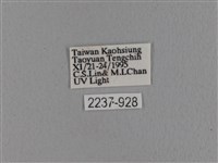 波紋枯葉蛾藏品圖，第3張