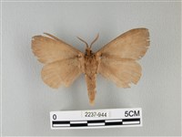 波紋枯葉蛾藏品圖，第2張