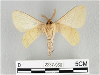 青枯葉蛾藏品圖，第2張