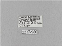 青枯葉蛾藏品圖，第3張