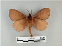 波紋枯葉蛾藏品圖，第2張