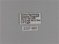 波紋枯葉蛾藏品圖，第3張