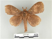 波紋枯葉蛾藏品圖，第1張