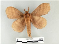 波紋枯葉蛾藏品圖，第2張