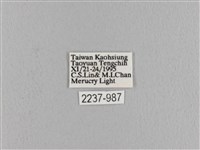 波紋枯葉蛾藏品圖，第3張