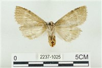 淡紅線波紋蛾藏品圖，第2張