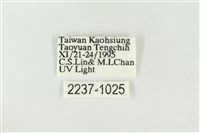 淡紅線波紋蛾藏品圖，第3張