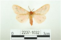 三條橙燈蛾藏品圖，第1張